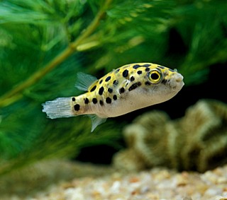 ��� ���� ����/TETRAODON FLUVIATILIS