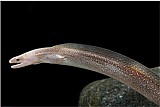 �� ����� / Freshwater Morayeel