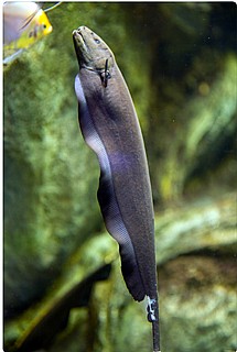 �� ���� ����� Black Ghost