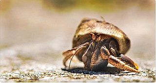 ������ ������ Paguroidea