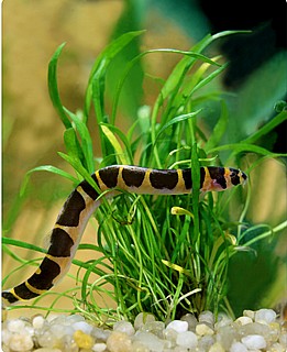 ��� ���� Coolie loach.