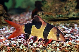 ����� ���� Clown Loach.