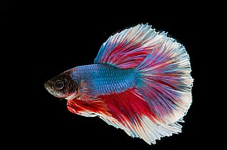 �� ��� Betta