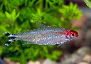 ���� �� ���� - Rummynose Tetra