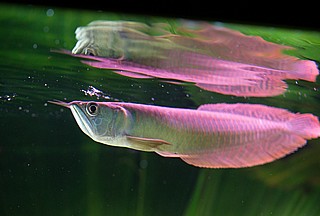 ������ ����� - Silver Arowana