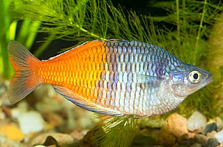 �� ��� ������ - Boesemani Rainbow