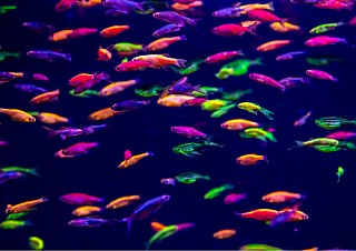 ���� ���� ��� GloFish