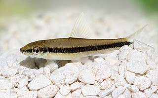 ���� ���� ����� - Siamese Algae Eater