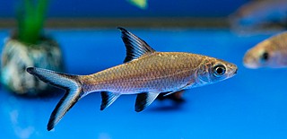 ���� ��� Bala shark