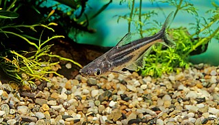 �� ������ Iridescent Shark Catfish