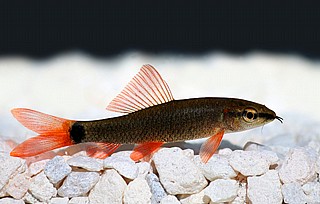 ���� ���  Rainbow Shark