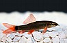 ���� ���  Rainbow Shark