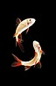 ���� ���  Rainbow Shark