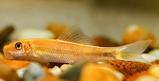 ����� - Chinese Algae Eater