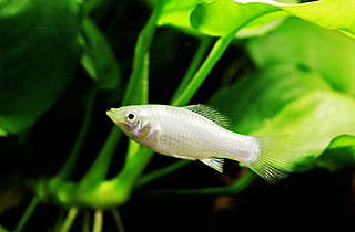 �� ���� Molly