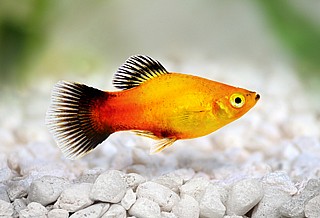 ���� - Platy