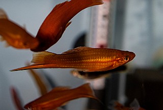 ����� - Swordtail
