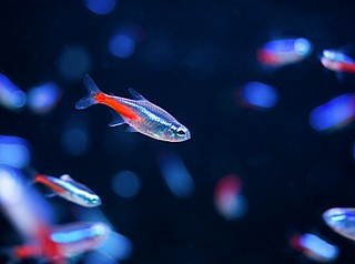 ���� ����� - Neon Tetra
