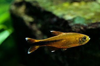 ���� ��� - Silver Tip Tetra