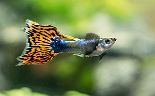 �� ���� Poecilia reticulata