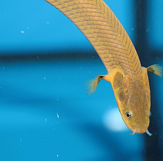 �� ��� - Ropefish