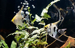 �� ���� Angelfish