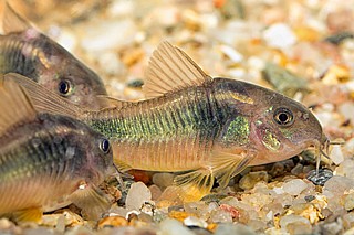 �������� ������-Bronze Corydoras -��������� ����- Corydoras panda -�������� ������- albino Corydoras