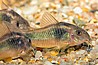 קורידורס ברונזה-Bronze Corydoras -קורידורוס פנדה- Corydoras panda -קורידורס אלבינו- albino Corydoras