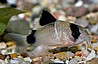 קורידורס ברונזה-Bronze Corydoras -קורידורוס פנדה- Corydoras panda -קורידורס אלבינו- albino Corydoras