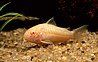קורידורס ברונזה-Bronze Corydoras -קורידורוס פנדה- Corydoras panda -קורידורס אלבינו- albino Corydoras