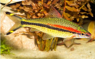 ������� ������ Puntius denisoni