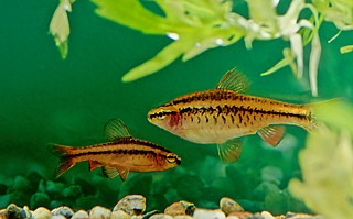 ��� ��� - Cherry Barb