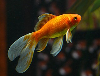 �� ��� ���� ���� goldfish 