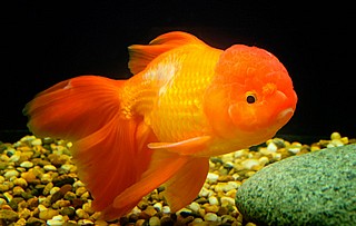 ����� goldfish (������, ��� ���� ����) 