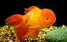 ����� goldfish (������, ��� ���� ����) 
