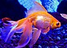 ����� goldfish (������, ��� ���� ����) 