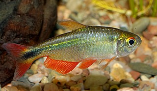 ���� ������ ����� Buenos Aires Tetra