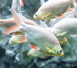 ������ Tiger barb /Sumatra barb -������ ������ albino barb- ������ ����� green barb