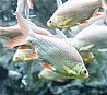 סומטרה Tiger barb /Sumatra barb -סומטרה אלבינו albino barb- סומטרה ירוקה green barb