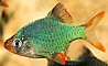 סומטרה Tiger barb /Sumatra barb -סומטרה אלבינו albino barb- סומטרה ירוקה green barb
