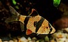 סומטרה Tiger barb /Sumatra barb -סומטרה אלבינו albino barb- סומטרה ירוקה green barb