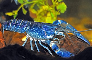 ������ lobster