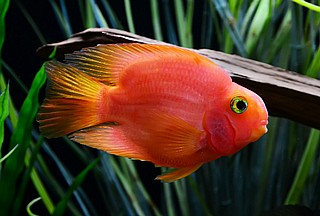 ������ ���� ����  Red Parrot -����� ���� Uaru Panda