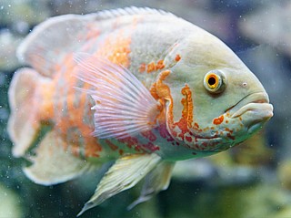 ������ �����  Tiger Oscar -����� ������ Albino Oscar