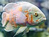 ������ �����  Tiger Oscar -����� ������ Albino Oscar