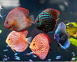 ��������  Discus
