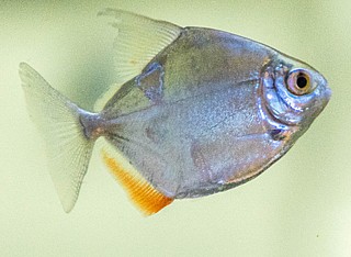 ����� ����  Silver Dollar