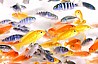 ציקלידים אפריקאיים African Cichlids