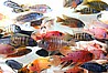 ציקלידים אפריקאיים African Cichlids