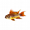 ציקלידים אפריקאיים African Cichlids